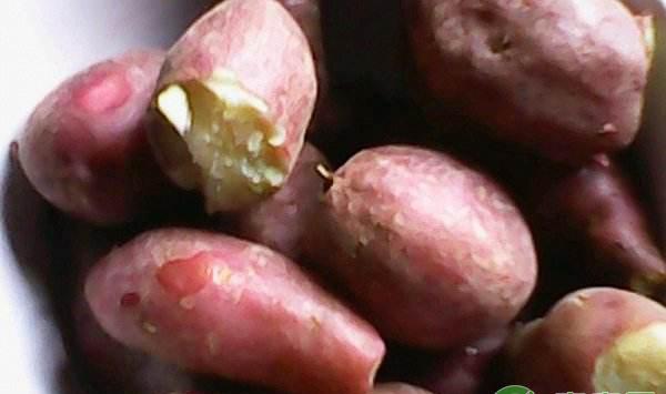 红薯选用什么品种种植产量高？红薯栽培管理技术