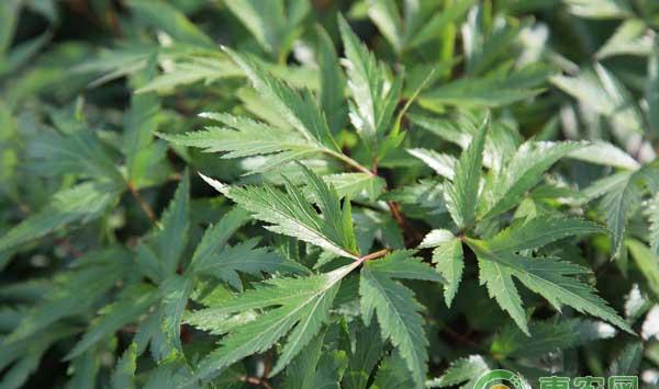 当归怎么种植？当归规范化栽培及病虫害防治技术 