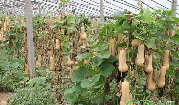 博收607奶油南瓜优质高产栽培技术