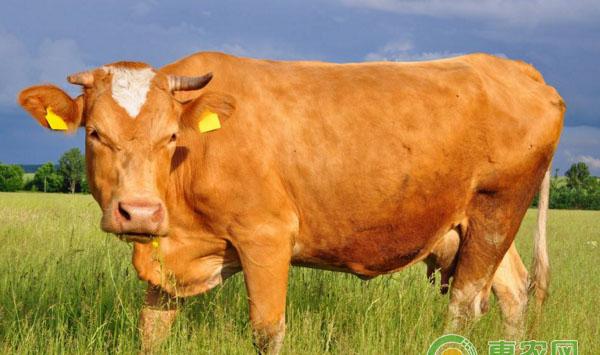 提高肉牛养殖效益操作讲解