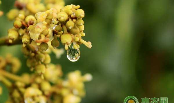 云南省荔枝龙眼成花情况及花期管理建议