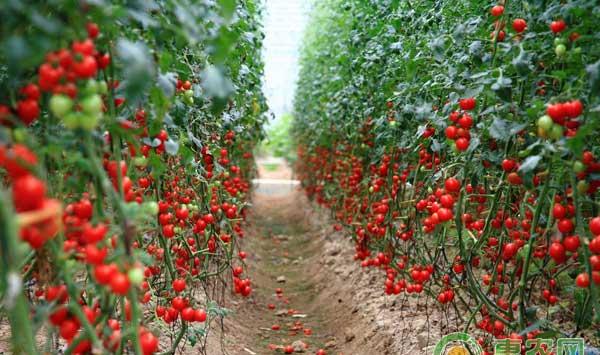 千禧果高效栽培管理技术