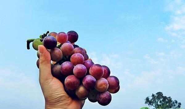 葡萄萌芽防冻