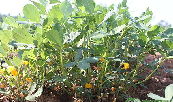 花生种植缺少氮、钾、钙症状表现