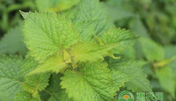 亩效益为2000元左右的藿香种植技术