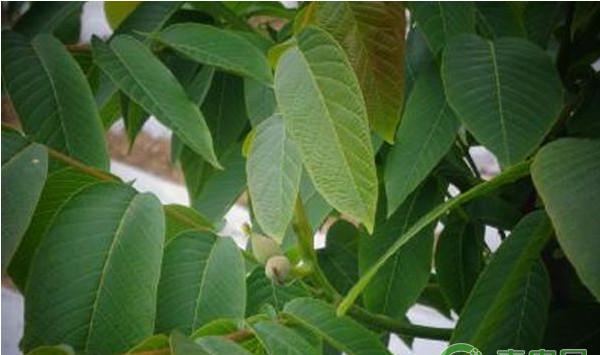 核桃树落果怎么办？核桃落果原因及其防治措施