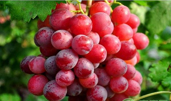 葡萄种植课堂：葡萄重要物候期的病虫防治要点