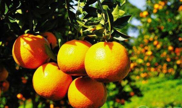 柑橘叶面肥的喷施