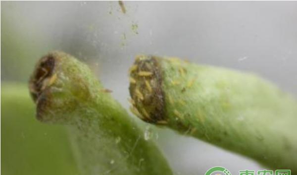 日光温室蔬菜蓟马虫害的防治方法