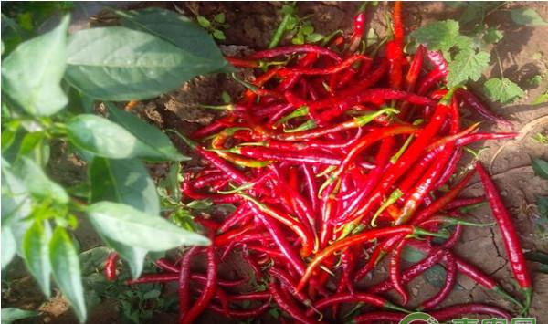 浅析辣椒早春大棚生产技术