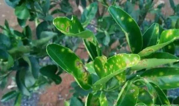 柑橘为什么出现花皮果？蓟马、灰霉病为罪魁祸首