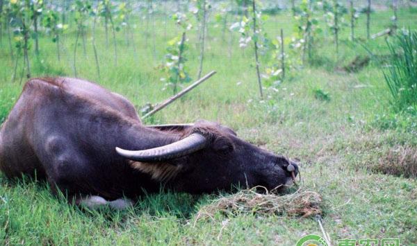 肉牛养殖防疫要点讲解