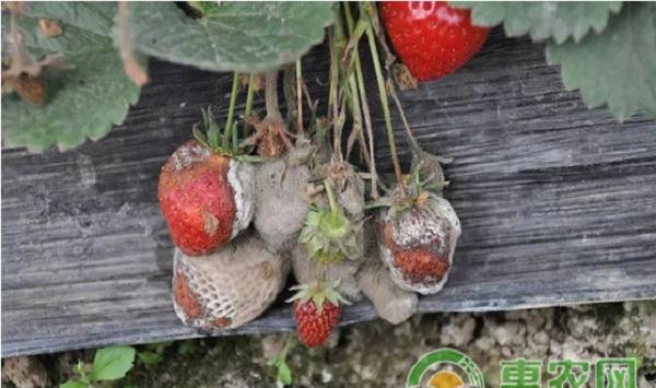 草莓灰霉病发病规律