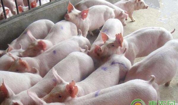 养猪预混料的基础知识