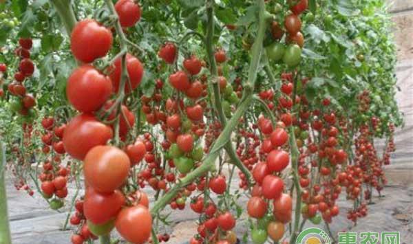 千禧果高效栽培管理技术