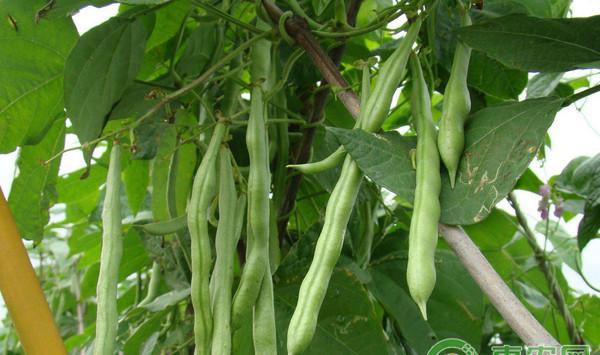 早春设施大棚四季豆高效栽培技术
