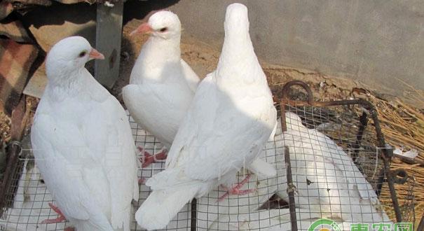 养肉鸽有何优势