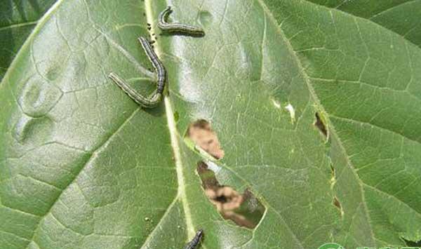 大豆常见病虫害有哪些？大豆病虫害防治方法