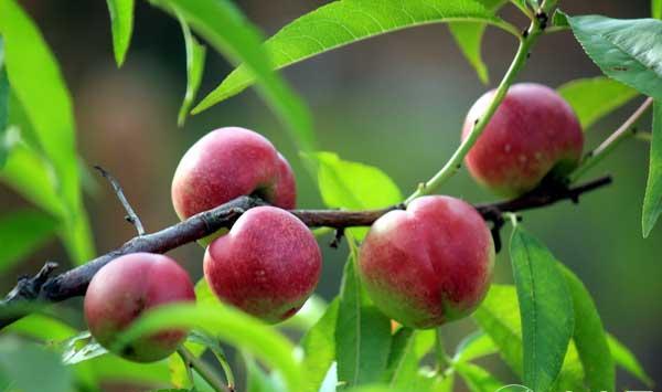 杂交品种枣油桃种植管理技术