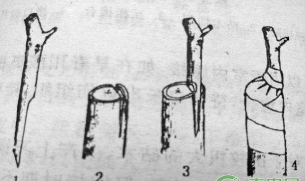 枣树种植技巧：枣树夏秋季切接法