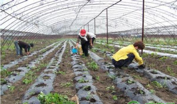 浅析设施蔬菜病虫害绿色防控技术