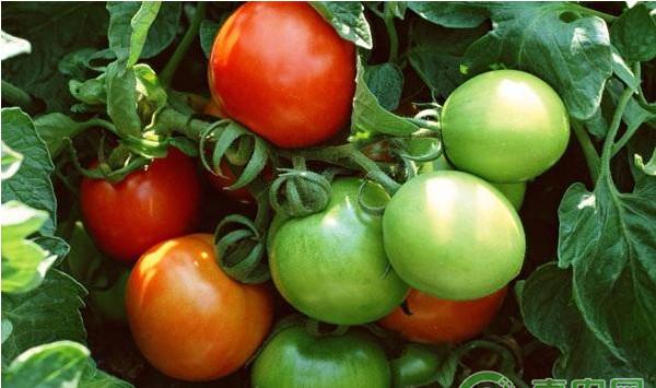 汉中市蔬菜高效生产典型模式