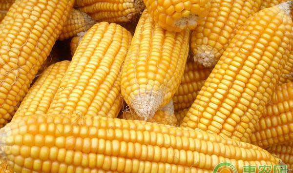 玉米种植病害防治技术