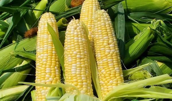 玉米如何栽培？玉米整地、播种、田间管理技术