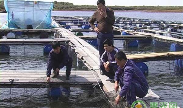 怎么利用网箱养殖鲤鱼？