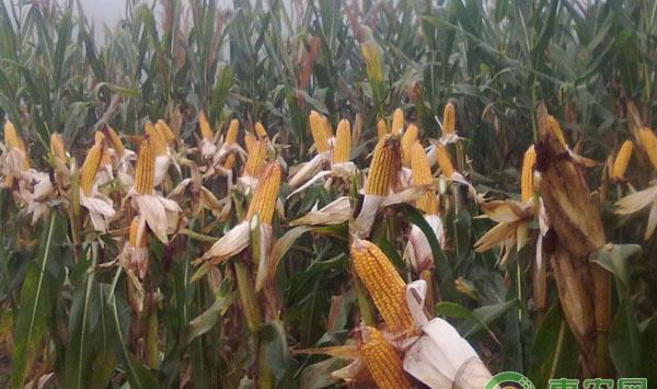 玉米青枯病的防治措施