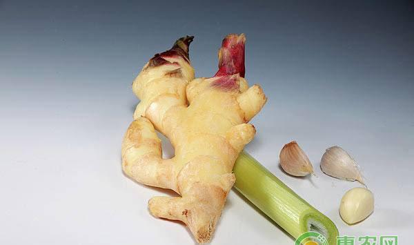 生姜病虫害防治措施