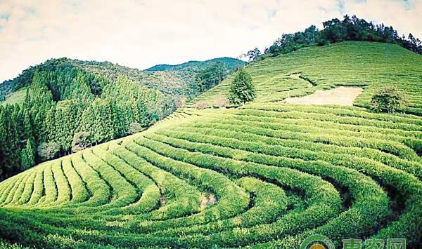 春茶期主要病虫及防治措施