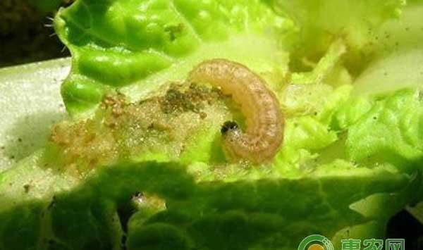 芒果蓟马怎么防治？芒果园常见虫害及防治措施