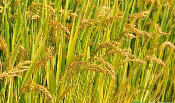 小麦为什么会倒伏？小麦倒伏防治措施