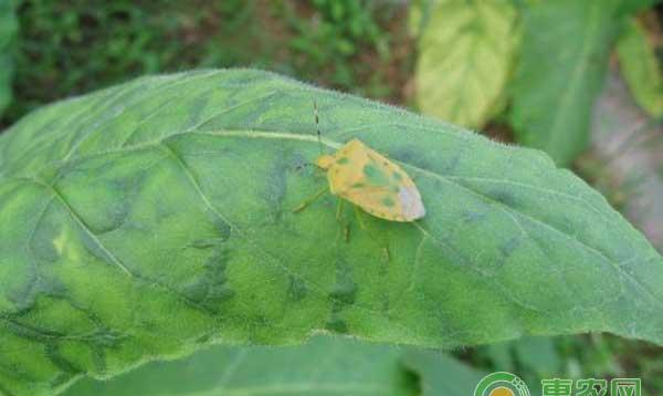 枸杞种植有哪些常见的病虫害？枸杞常见病虫害防治措施