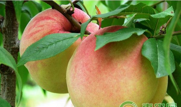 桃树芽苗早果丰产栽培技术