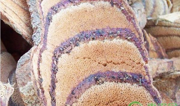 鸡血藤高效栽培技术及病虫害防治