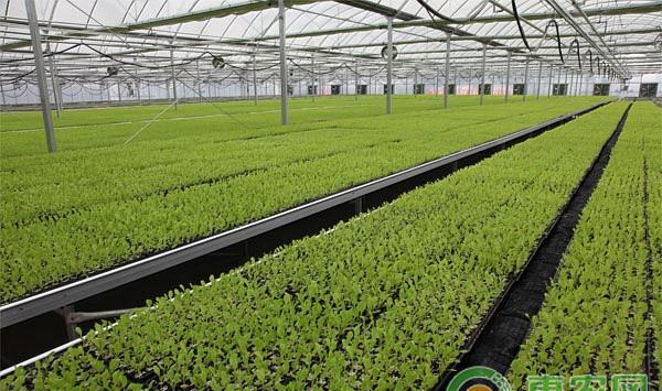 浅谈大棚蔬菜病虫害的综合防治措施
