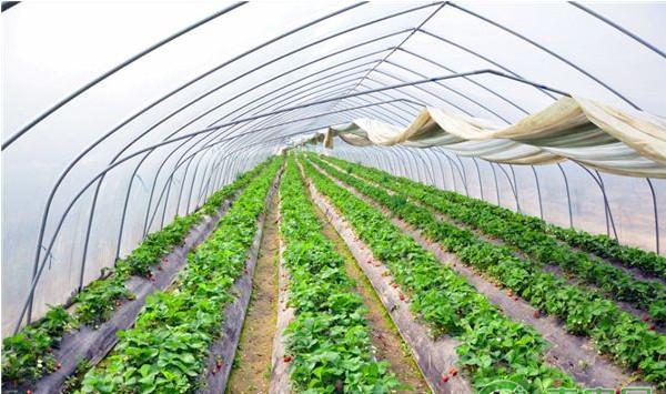 草莓芽枯病和缺钙的区别是什么？（内附识别方法）