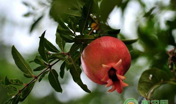 石榴种植技术要点及效益分析