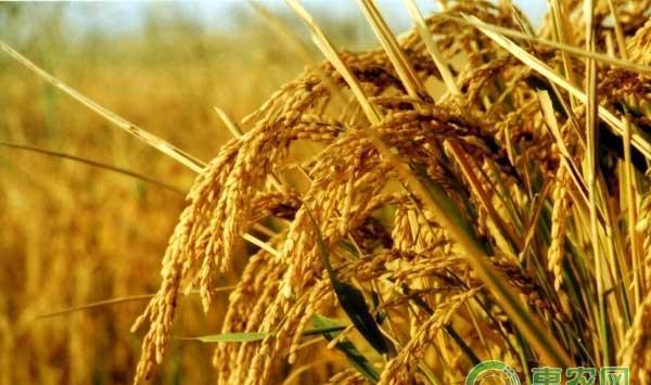 杂交粳稻品种天隆优619高产栽培技术