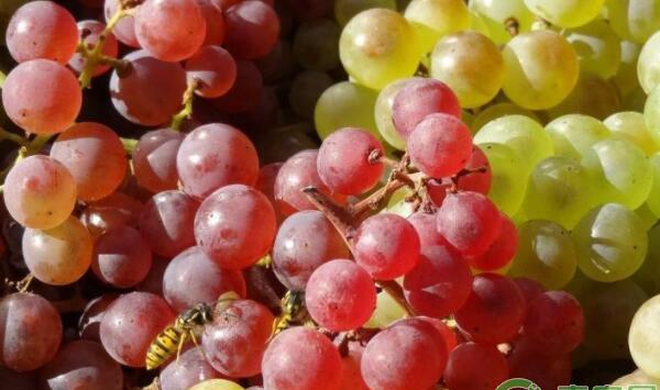 根结线虫病预防