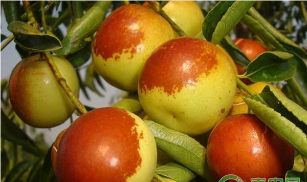 枣树提前落果怎么办？枣树提前落果防治措施