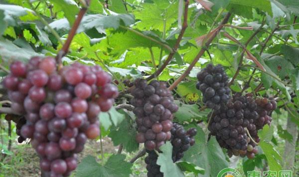 浅析葡萄日灼病防治措施