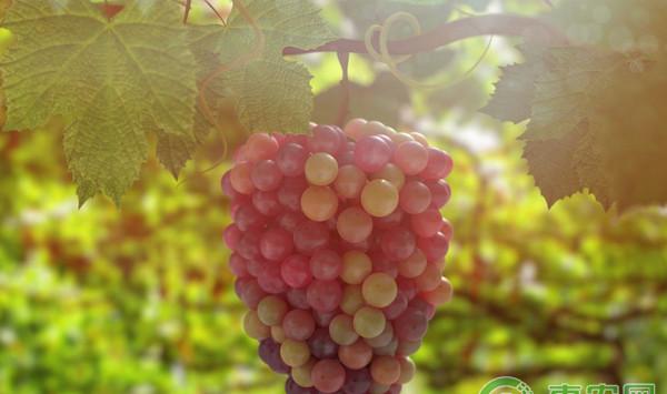 葡萄种植课堂：葡萄重要物候期的病虫防治要点