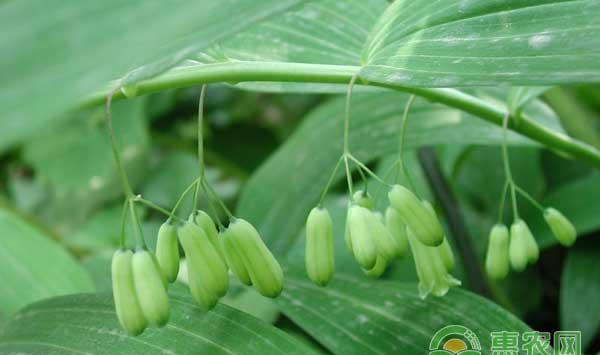 药材玉竹怎么种？玉竹规范化栽培技术 