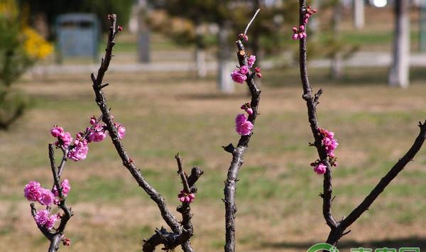 桃园春季管理技术要点