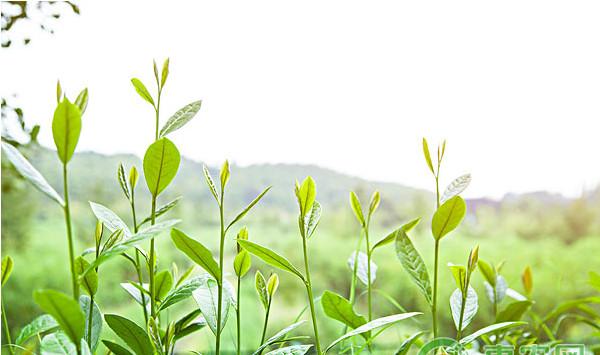 西双版纳州茶园病虫害绿色防控技术