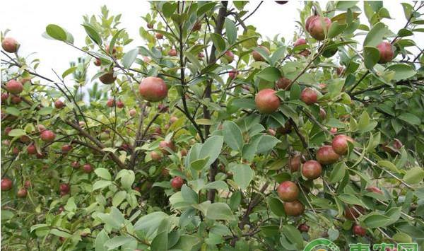 浅谈果园科学高效的施肥方法