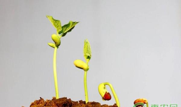 低成本蔬菜种植
